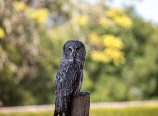 Great grey owl (Strix nebulosa). Night birds of prey