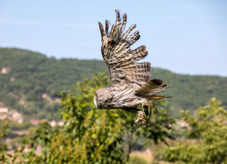Tourists are watching the show of birds of prey at Chateau des Milandes, a castle  in the Dordogne, Aquitaine, France