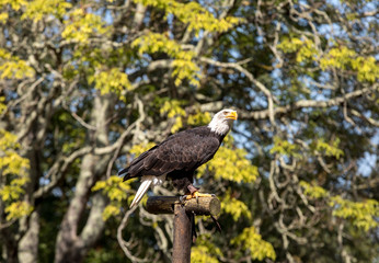 An American Bald Eagle - Haliaeetus leucocephalus