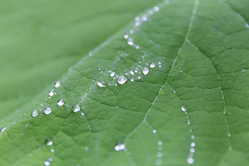 Droplets of water on the leaf