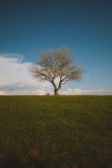 single tree centered in a field of grass during summer