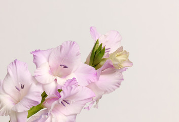 branch of gladiolus flowers