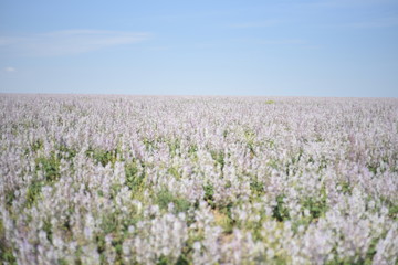 Fototapeta premium salvia