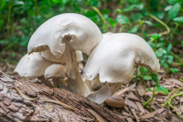 White mushroom are blooming at the stub of big tree in the tropical forest