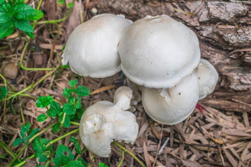 White mushroom are blooming at the stub of big tree in the tropical forest