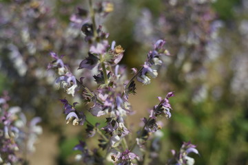 salvia