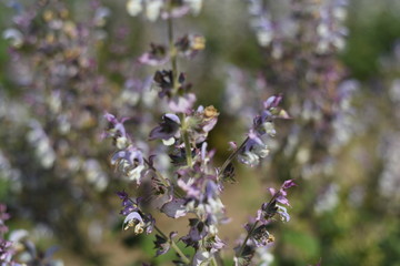 salvia