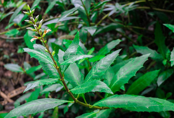Sea holly or Thistleplike plant (Acanthus Ebracteatus Vahl) with white flowers on tree in organic herb garden of Thailand