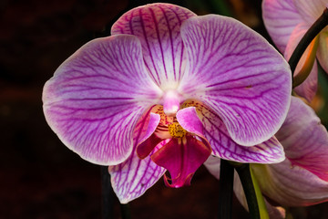 Obraz premium Violett blühende Schmetterlingsorchideen