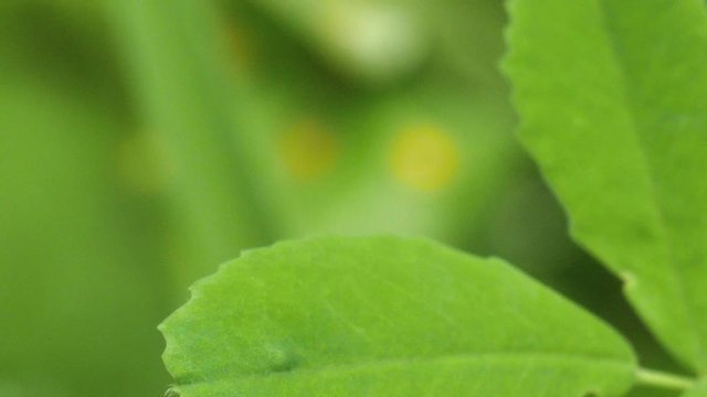 Macro shot of a yellow ladybug starting and flying away from a green leave in slow motion. Looking very robotic like a helicopter.