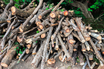 Woodpile or firewood (Pile of wood or stack of wood) from using the pruning saw of the overgrown tree