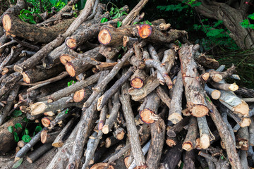 Woodpile or firewood (Pile of wood or stack of wood) from using the pruning saw of the overgrown tree