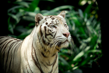 Fototapeta na wymiar white Tiger 