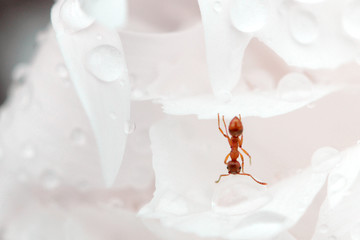 Little ant hanging from a petal to drink from a dew drop