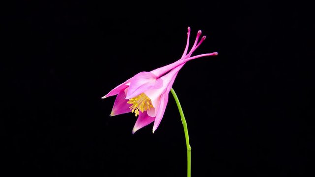 Time Lapse -  Pink Columbine Aguilera Flower Blossoming - 4K
