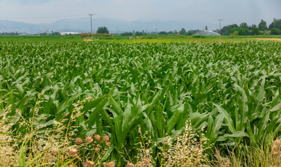 Big corn field during summer