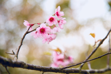 Beautiful cherry blossom or sakura in spring time over  sky