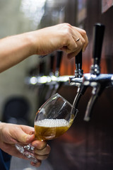bartender hand at beer tap pouring a draught beer in glass serving in a restaurant or pub