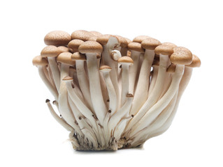 brown beech mushroom or Shimeji mushroom on white background