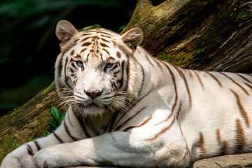 white Tiger