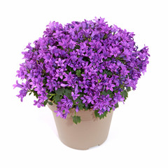 Campanula muralis en pot	
