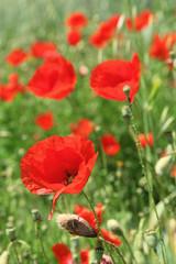 Naklejka premium Coquelicots