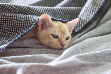 Fototapeta na wymiar Young pure-bred Burmese cat with beige fur color