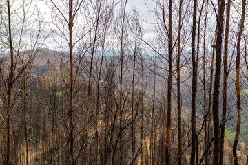 State of forests and valleys after the disaster and fires in Monchique. Portugal.