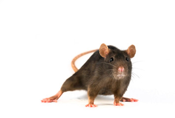 Rat gray isolated on white background