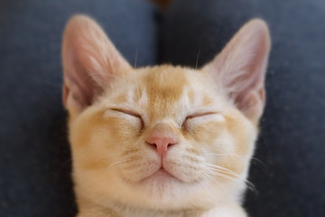 Young pure-bred Burmese cat with beige fur color