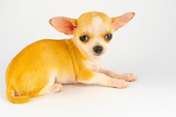 Chihuahua puppy little dog isolated on white background