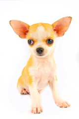 Chihuahua puppy little dog isolated on white background