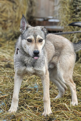 light gray dog half-breed on a background of hay