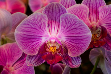 Fototapeta na wymiar Violett blühende Schmetterlingsorchideen