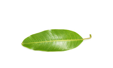 Mango leaves leaf on white background.