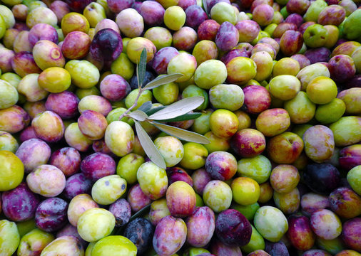 Olives fresly harvested in Aegean region