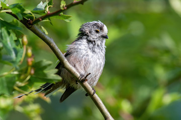 Long-tailed tit (Aegithalos caudatus) sits on a branch in its natural habitat