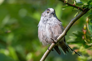 Long-tailed tit (Aegithalos caudatus) sits on a branch in its natural habitat