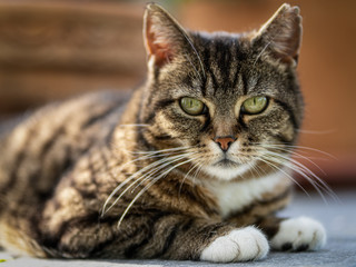 Die schönste Katze der Welt - The most beautiful cat in the world