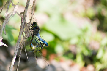 Blue tailed Dragonfly (Anisoptera) couple mating on a plant body in vertical position