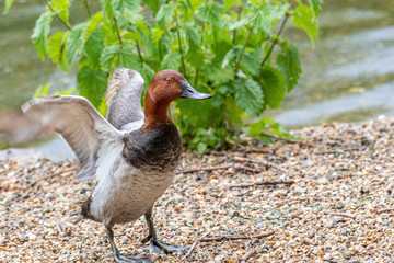 Male of diving duck Common pochard or Aythya ferina close-up portrait