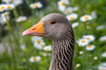 Portrait of a threatening greylag goose (Anser anser)