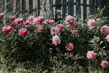 Fototapeta na wymiar Bush beautiful pink peonies on a background of green grass and gray fence. Pink and white flowers in the garden. Peonies growing in the grass.
