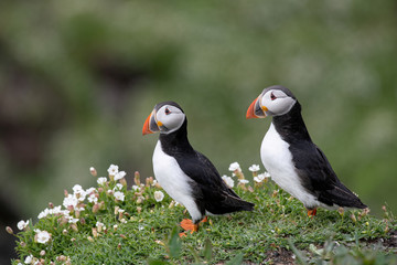 Atlantic Puffin (Fratercula arctica) at isle of May,Scotland