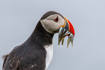 Atlantic Puffin (Fratercula arctica) at isle of May,Scotland