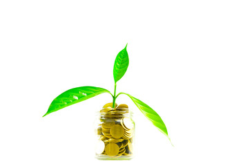 Fototapeta na wymiar Glass jar with coins Plant seedlings grow on bottles - investment ideas for growth