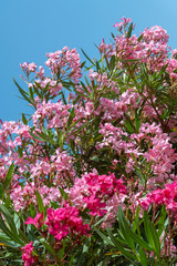 Beautiful pink blooming oleander on a sunny day