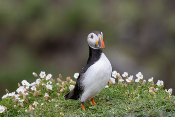 Atlantic Puffin (Fratercula arctica) at isle of May,Scotland