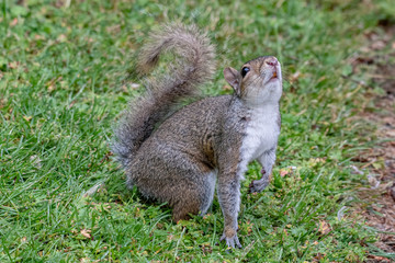 Eastern Gray Squirrel - Sciurus carolinensis in Scotland