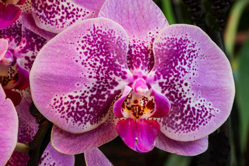 Violett blühende Schmetterlingsorchideen